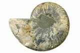Cut & Polished Ammonite Fossil (Half) - Madagascar #336651-1